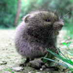 The Old Vole